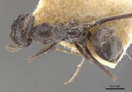 Iridomyrmex anceps - CASENT0909500