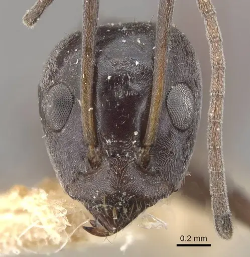 Iridomyrmex anceps - CASENT0909500