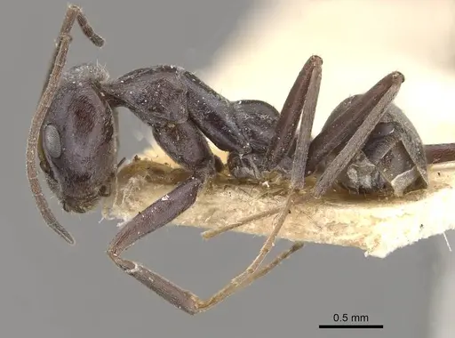 Iridomyrmex anceps - CASENT0909500