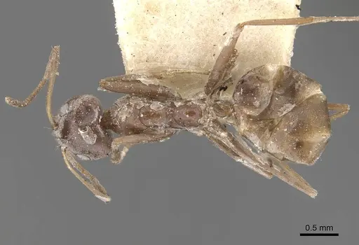 Iridomyrmex anceps - CASENT0909501