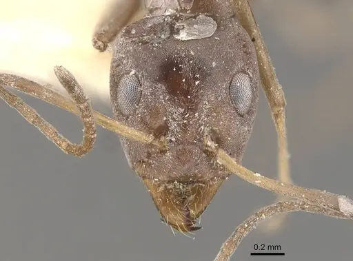 Iridomyrmex anceps - CASENT0909501