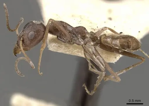 Iridomyrmex anceps - CASENT0909501