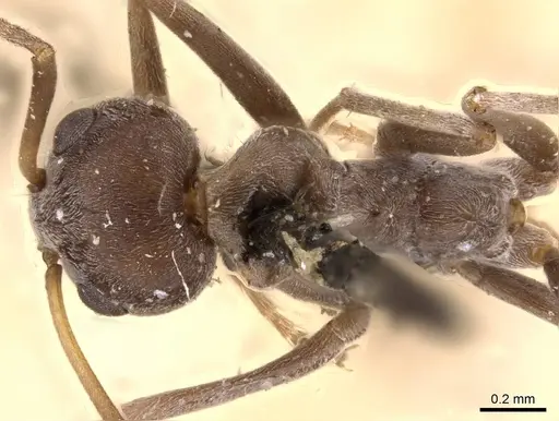 Iridomyrmex anceps - CASENT0909507