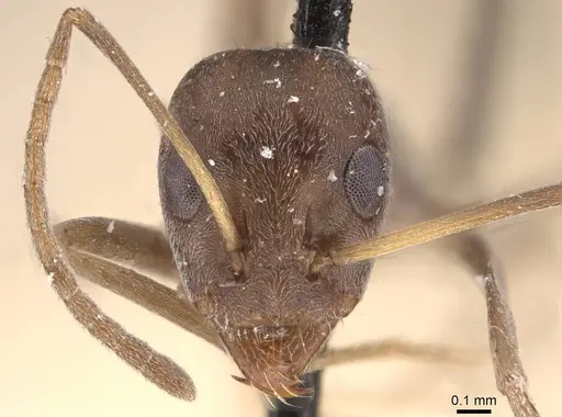 Iridomyrmex anceps - CASENT0909507