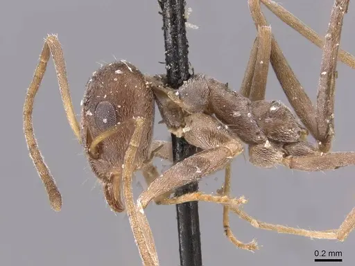 Iridomyrmex anceps - CASENT0909507