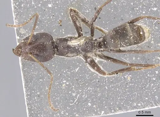 Iridomyrmex anceps - CASENT0915581