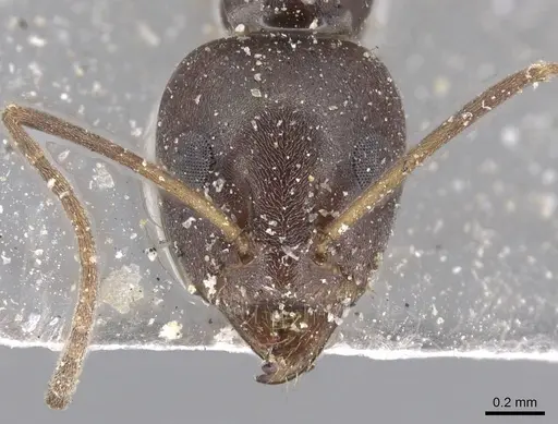 Iridomyrmex anceps - CASENT0915581