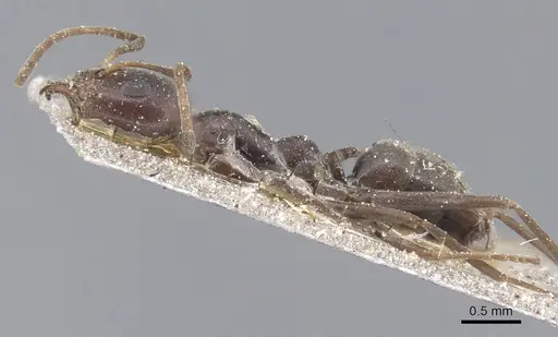 Iridomyrmex anceps - CASENT0915581