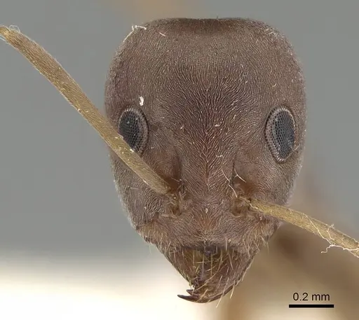 Iridomyrmex anceps - CASENT0919857