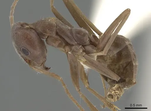 Iridomyrmex anceps - CASENT0919857