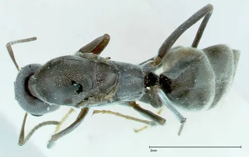 Iridomyrmex anceps - FOCOL0171