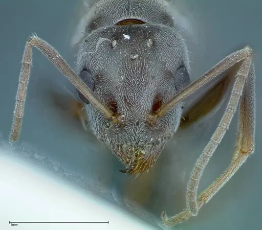 Iridomyrmex anceps - FOCOL0171