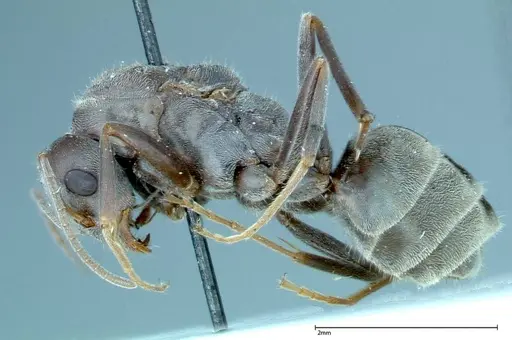Iridomyrmex anceps - FOCOL0171
