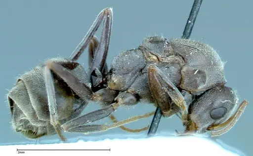 Iridomyrmex anceps - FOCOL0171