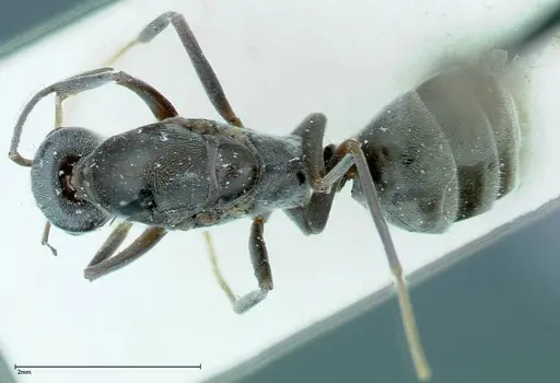 Iridomyrmex anceps - FOCOL0172
