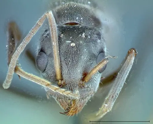 Iridomyrmex anceps - FOCOL0172