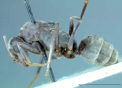 Iridomyrmex anceps - FOCOL0172