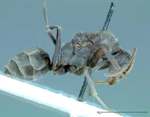 Iridomyrmex anceps - FOCOL0172