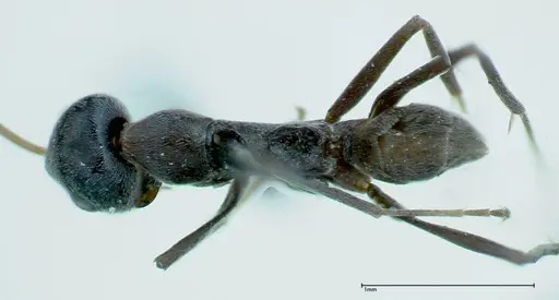 Iridomyrmex anceps - FOCOL0176