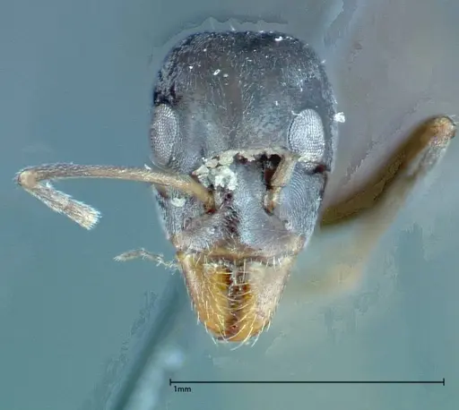Iridomyrmex anceps - FOCOL0176