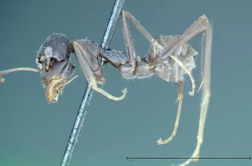 Iridomyrmex anceps - FOCOL0176