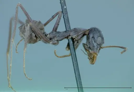 Iridomyrmex anceps - FOCOL0176