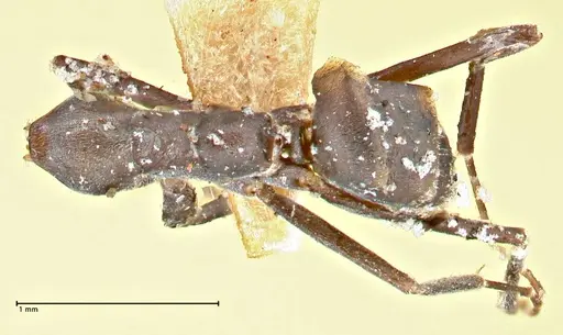Iridomyrmex anceps - FOCOL2796