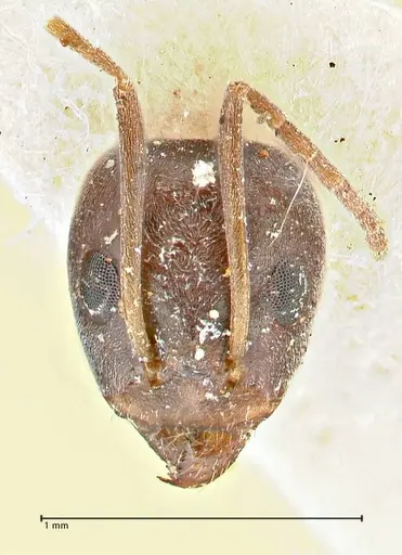 Iridomyrmex anceps - FOCOL2796