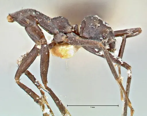 Iridomyrmex anceps - FOCOL2796
