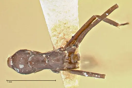 Iridomyrmex anceps - FOCOL2797
