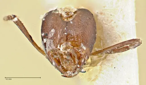 Iridomyrmex anceps - FOCOL2797