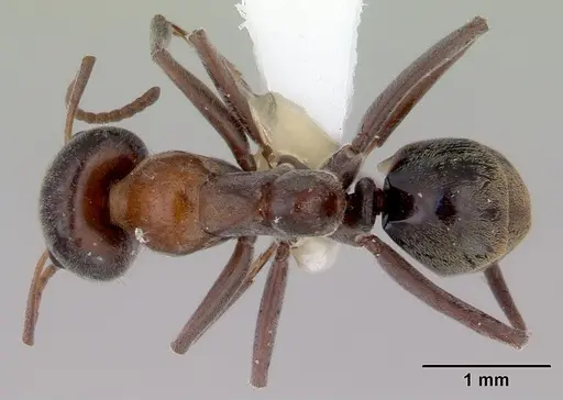 Iridomyrmex anderseni specimen
