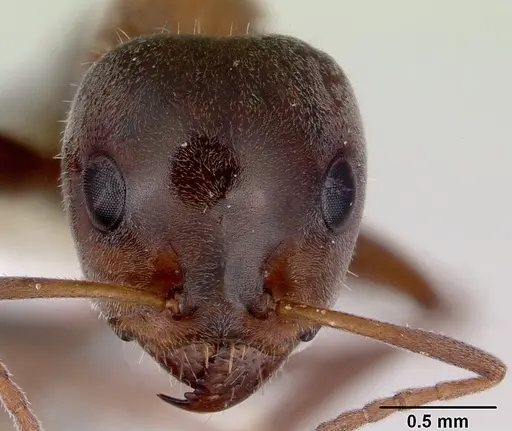 Iridomyrmex anderseni specimen