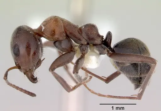 Iridomyrmex anderseni specimen