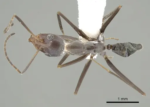 Iridomyrmex angusticeps specimen