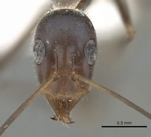 Iridomyrmex angusticeps specimen
