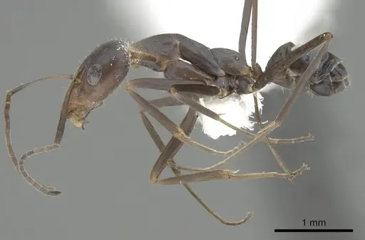 Iridomyrmex angusticeps specimen
