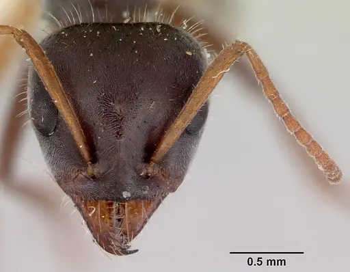 Iridomyrmex anteroinclinus specimen