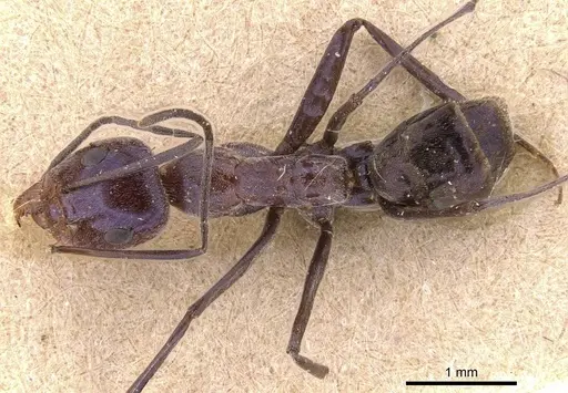 Iridomyrmex azureus specimen
