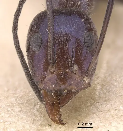Iridomyrmex azureus specimen