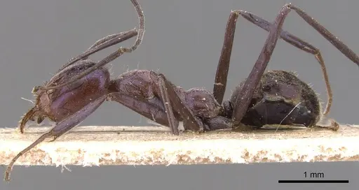 Iridomyrmex azureus specimen