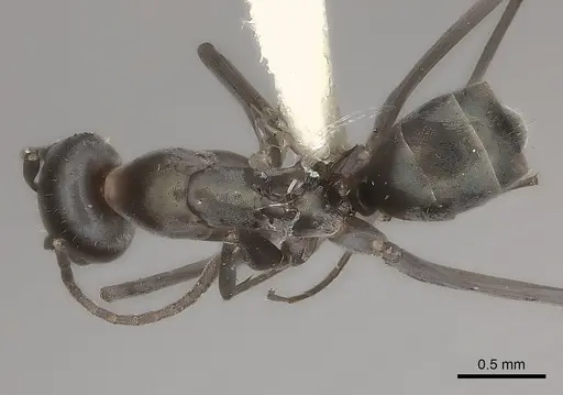 Iridomyrmex bicknelli specimen