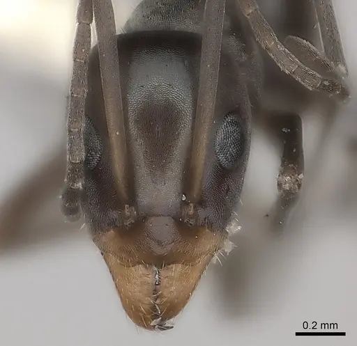 Iridomyrmex bicknelli specimen