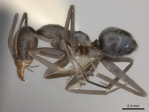 Iridomyrmex bicknelli specimen