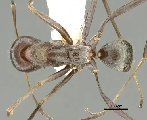 Iridomyrmex bicknelli - CASENT0249707