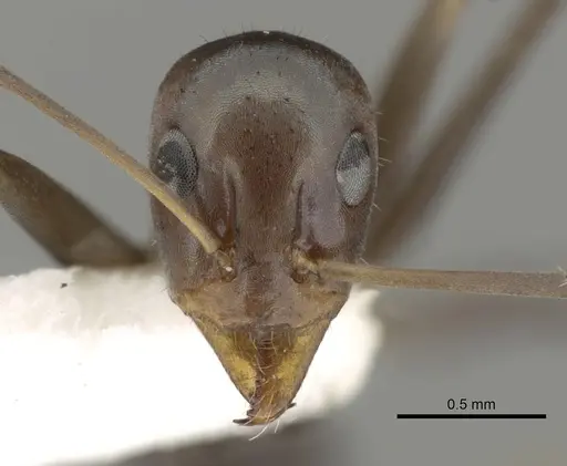 Iridomyrmex bicknelli - CASENT0249707