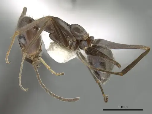 Iridomyrmex bicknelli - CASENT0249707