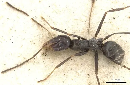 Iridomyrmex bicknelli - CASENT0903081