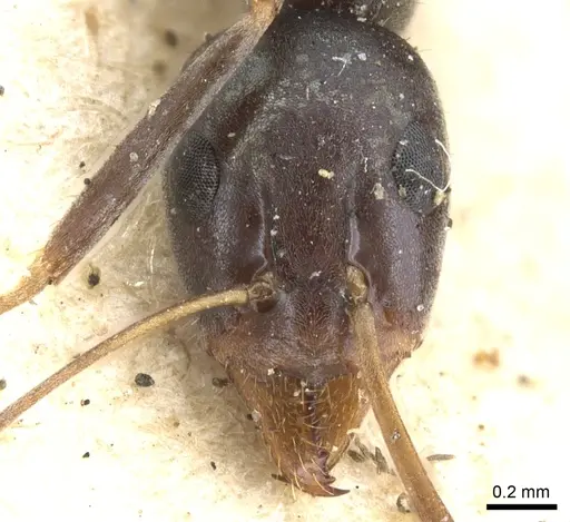 Iridomyrmex bicknelli - CASENT0903081