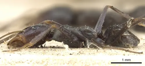 Iridomyrmex bicknelli - CASENT0903081